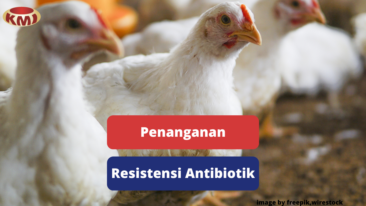Menangani Ayam Broiler Yang Resisten Antibiotik